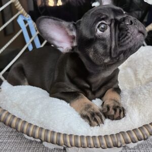Black & Tan / Male