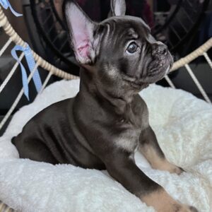Black & Tan/ Male