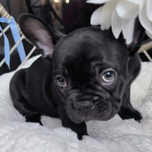 Black & Brindle /Female