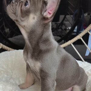 Blue & Tan / Female