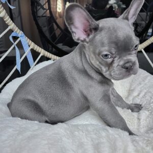Blue Brindle / Male